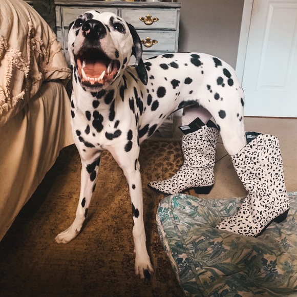 Meet your Posher, Elenora - Picture 5 of 5